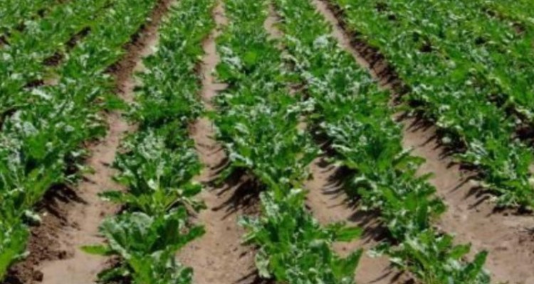 گام هایی برای کاهش اثرات خشکسالی/ از بذر رایگان تا کشت جایگزین