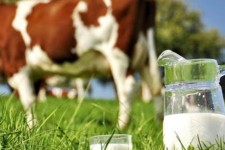 تب مالت در بارداری موجب سقط جنین می شود