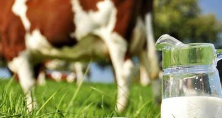 تب مالت در بارداری موجب سقط جنین می شود