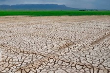 پرداخت خسارت خشکسالی به کشاورزان ایلامی