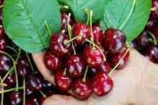 میزان تولید آلبالو و گیلاس باغات استان ایلام چند تن است؟