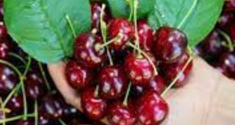 میزان تولید آلبالو و گیلاس باغات استان ایلام چند تن است؟