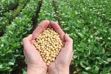 این محصولات کشاورزی به قیمت تضمینی خریداری می شوند