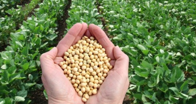 این محصولات کشاورزی به قیمت تضمینی خریداری می شوند