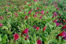 راه اندازی پروژه تحقیقاتی گیاهان دارویی در دبیرستان شهید نصراللهی استان ایلام