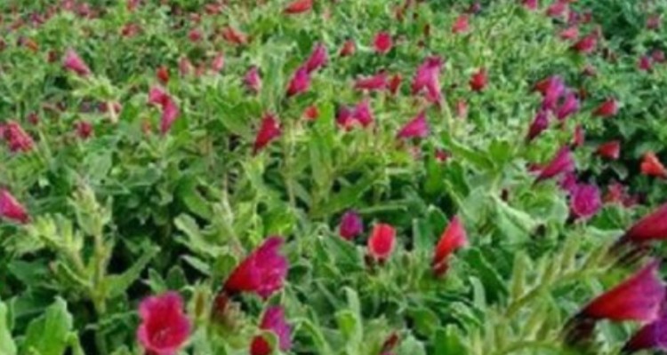 راه اندازی پروژه تحقیقاتی گیاهان دارویی در دبیرستان شهید نصراللهی استان ایلام