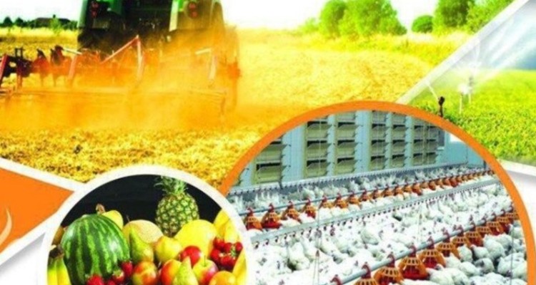 بهره مندی ۱۵۸ خانوار از پروژه تولیدی و خدماتی جهاد کشاورزی ایلام