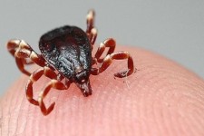 چه طور تب کریمه کنگو نگیریم؟