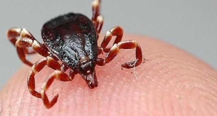 چه طور تب کریمه کنگو نگیریم؟