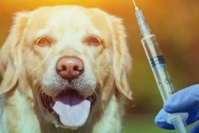 بیماری هاری صد در صد کشنده است