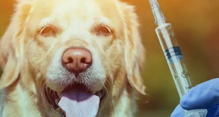 بیماری هاری صد در صد کشنده است