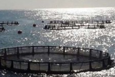 فعالیت بیش از ۲۲۰ مزرعه پرورش ماهی در ایلام