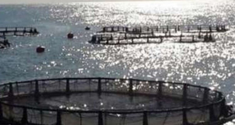 فعالیت بیش از ۲۲۰ مزرعه پرورش ماهی در ایلام