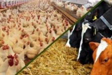 جزئیات اعطای تسهیلات سرمایه در گردش به بخش دام و طیور