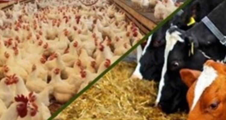 جزئیات اعطای تسهیلات سرمایه در گردش به بخش دام و طیور