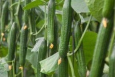 قریب به  ۲۰ هزار تن خیار در دره شهر تولید می شود