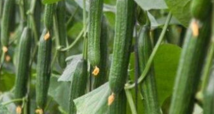 قریب به  ۲۰ هزار تن خیار در دره شهر تولید می شود