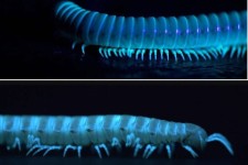 عکس/ خطرناک‌ترین هزارپا