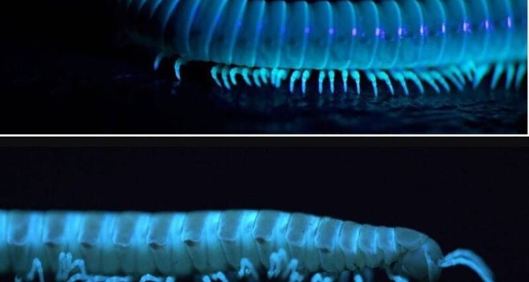 عکس/ خطرناک‌ترین هزارپا