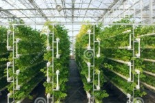 بازدید استاندار ایلام از گلخانه هیدروپونیک شهرستان هلیلان