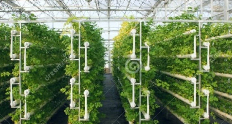 بازدید استاندار ایلام از گلخانه هیدروپونیک شهرستان هلیلان