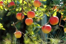 تولید سالانه ۲ هزار تن محصول باغی در شهرستان ایلام