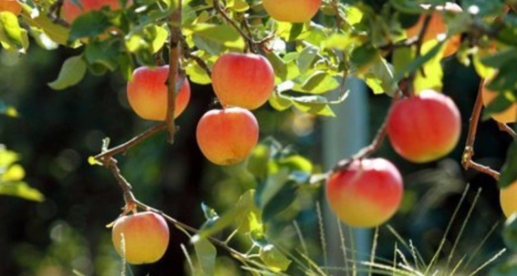 تولید سالانه ۲ هزار تن محصول باغی در شهرستان ایلام