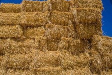 اهدای علوفه از سوی خیرین محیط زیست به حیات وحش ایلام