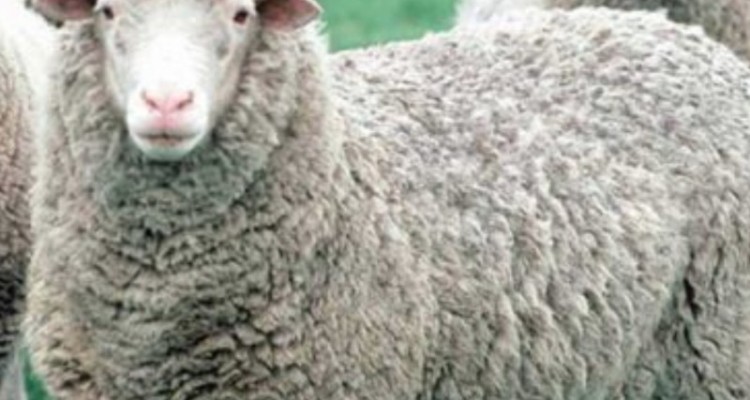 اصلاح نژاد ۲۰ هزار رأس دام سبک در شهرستان ملکشاهی