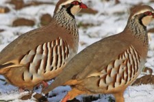 اشتغالزایی و کسب درآمد از طریق پرورش کبک در روستای میانتنگ