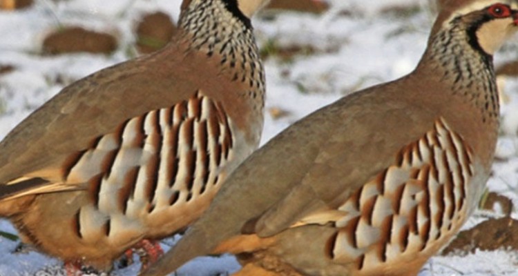 اشتغالزایی و کسب درآمد از طریق پرورش کبک در روستای میانتنگ