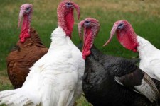 راه اندازی  ۳ واحد پرورش بوقلمون در شهرستان ملکشاهی