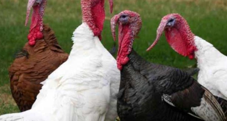 راه اندازی  ۳ واحد پرورش بوقلمون در شهرستان ملکشاهی