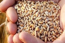 ۹۵ درصد مطالبات کشاورزان ایلامی پرداخت شده است