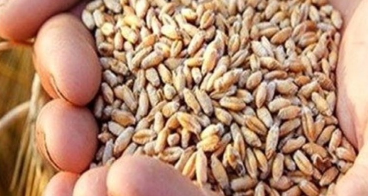 ۹۵ درصد مطالبات کشاورزان ایلامی پرداخت شده است