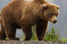 حمله خرس به یکی از عشایر ارتفاعات کبیرکوه