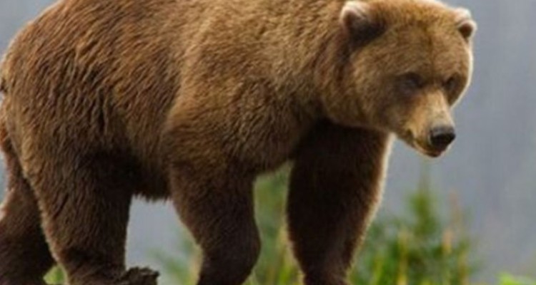 حمله خرس به یکی از عشایر ارتفاعات کبیرکوه