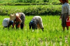 استمهال تسهیلات کشاورزان خسارت دیده استان ۳ سال تمدید شد