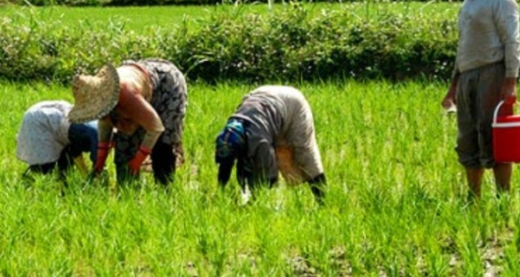 استمهال تسهیلات کشاورزان خسارت دیده استان ۳ سال تمدید شد