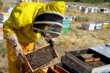 پرداخت ۳ میلیارد ریال تسهیلات توسط بنیاد علوی در زمینه تولید کندو