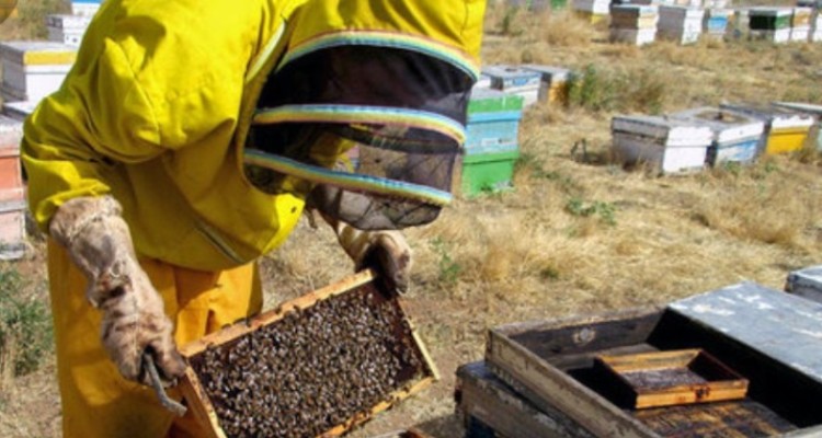 پرداخت ۳ میلیارد ریال تسهیلات توسط بنیاد علوی در زمینه تولید کندو