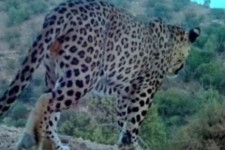 پلنگ ایلامی در ملکشاهی خودنمایی کرد