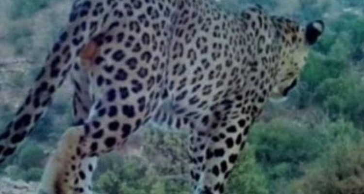 پلنگ ایلامی در ملکشاهی خودنمایی کرد