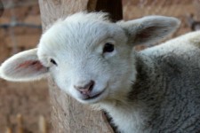 کشف ۲۱۰ رأس دام قاچاق توسط ماموران بازرسی در پل سیمره