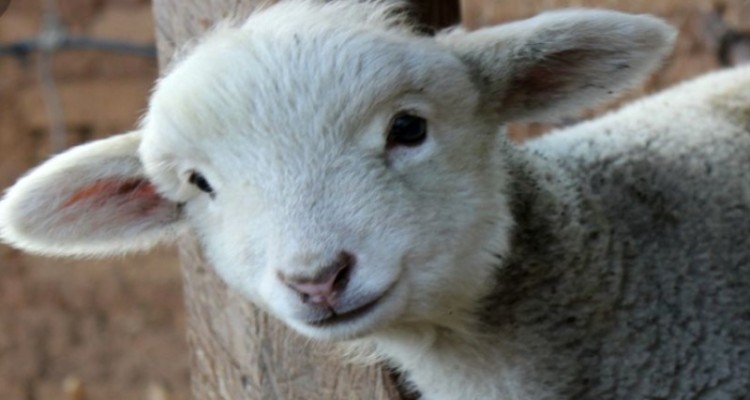 کشف ۲۱۰ رأس دام قاچاق توسط ماموران بازرسی در پل سیمره