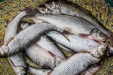 پیش بینی استحصال 1500 تن ماهی قزل آلا در ایلام