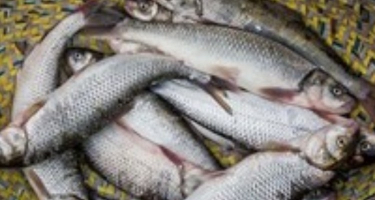 پیش بینی استحصال 1500 تن ماهی قزل آلا در ایلام