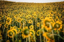 سنددار کردن زمین‌های کشاورزی اولویت اول سازمان امور اراضی استان ایلام است