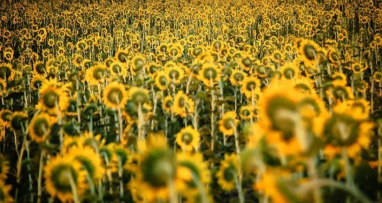 سنددار کردن زمین‌های کشاورزی اولویت اول سازمان امور اراضی استان ایلام است