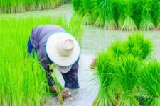 کاهش ۴۰ درصدی کشت برنج در شهرستان سیروان
